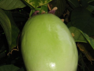 Passiflora alata - plod, mučenka